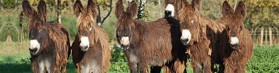 Un troupeau de jeunes baudets du Poitou