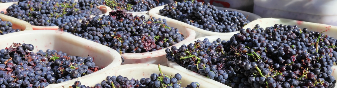 Vendange : grands bacs pleins de raisins rouges