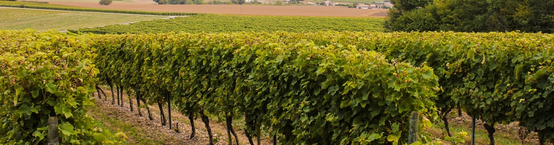 paysage de vignes