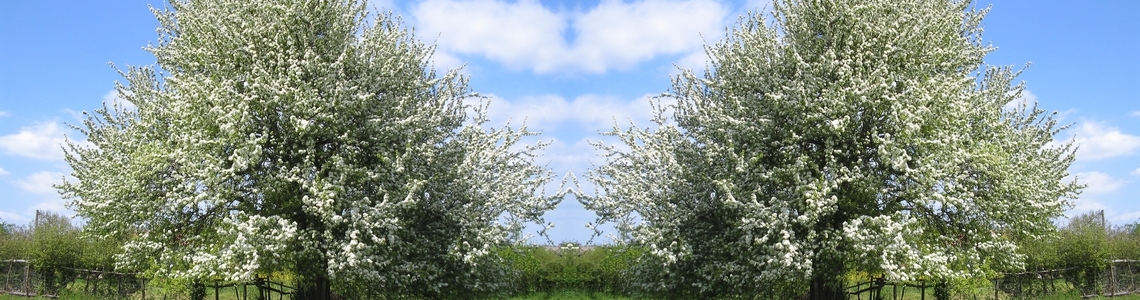 deux grands arbres fruitiers en fleurs